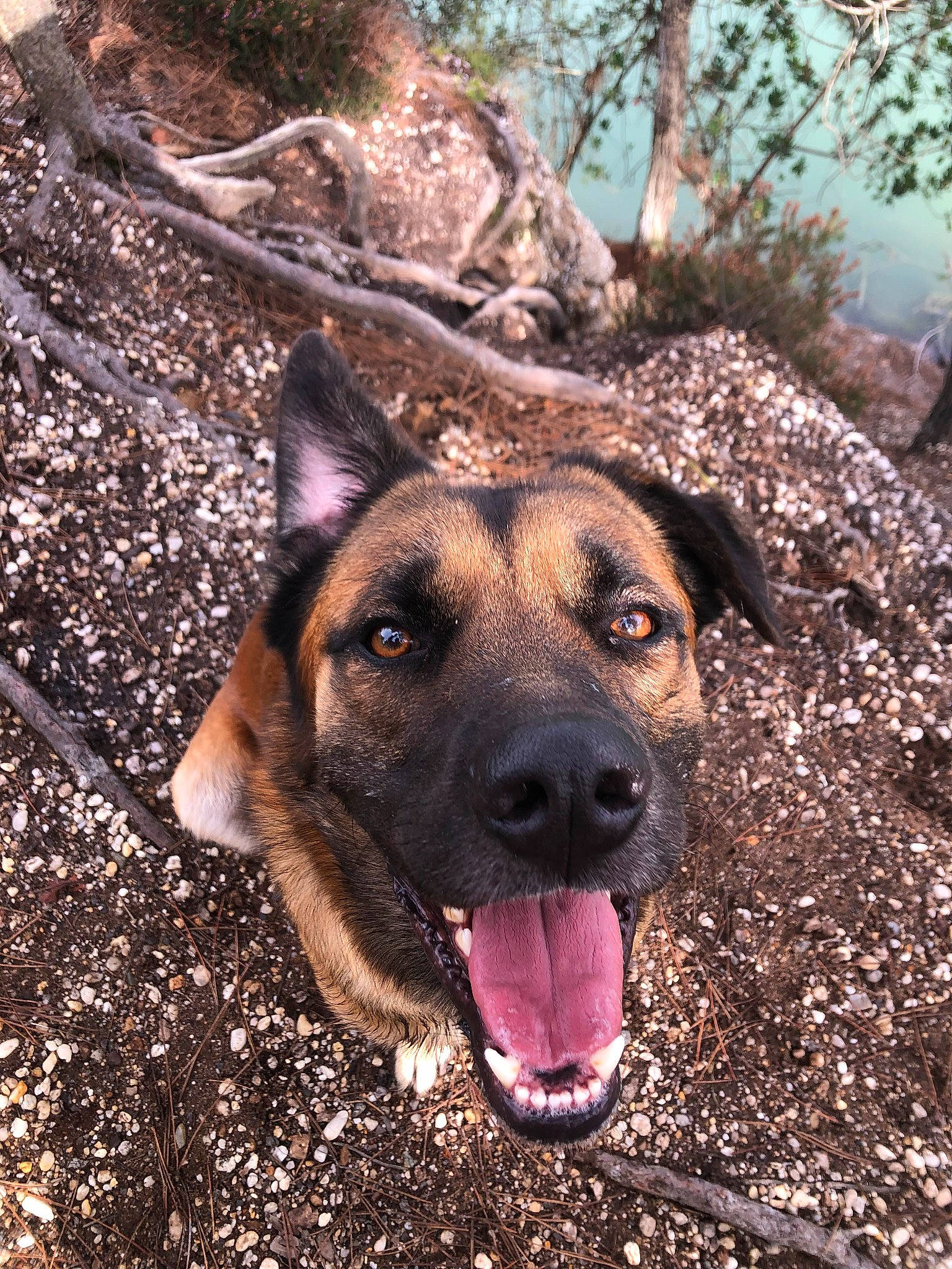 Pikachu participe au concours pour gagner de l'argent avec cette photo : belgian_shepherd_malinois, canidae, carnivore, dog, dog_breed, east_european_shepherd, fawn, fur, german_shepherd_dog, grass, herding_dog, king_shepherd, old_german_shepherd_dog, plant, snout, soil, sporting_group, terrestrial_animal, tree, working_animal