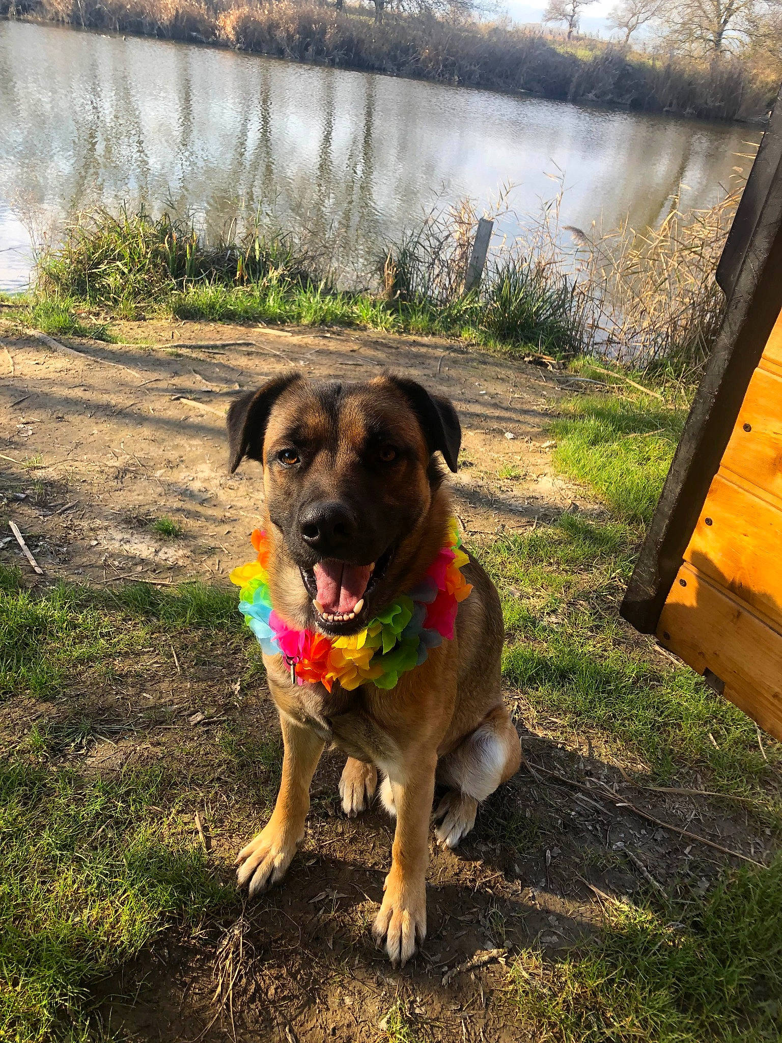 Pikachu participe au concours pour gagner de l'argent avec cette photo : canidae, carnivore, collar, companion_dog, dog, dog_breed, dog_collar, dog_supply, fawn, grass, lake, landscape, leash, pet_supply, plant, soil, sporting_group, tail, water, working_animal