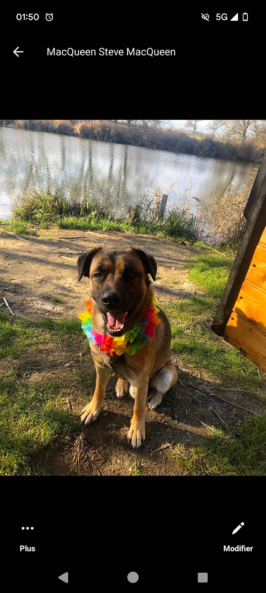 Pikachu participe au concours pour gagner de l'argent avec cette photo : carnivore, collar, companion_dog, dog, dog_breed, dog_collar, dog_supply, fawn, grass, landscape, pet_supply, plant, snout, soil, sporting_group, tail, tints_and_shades, tree, water, working_animal