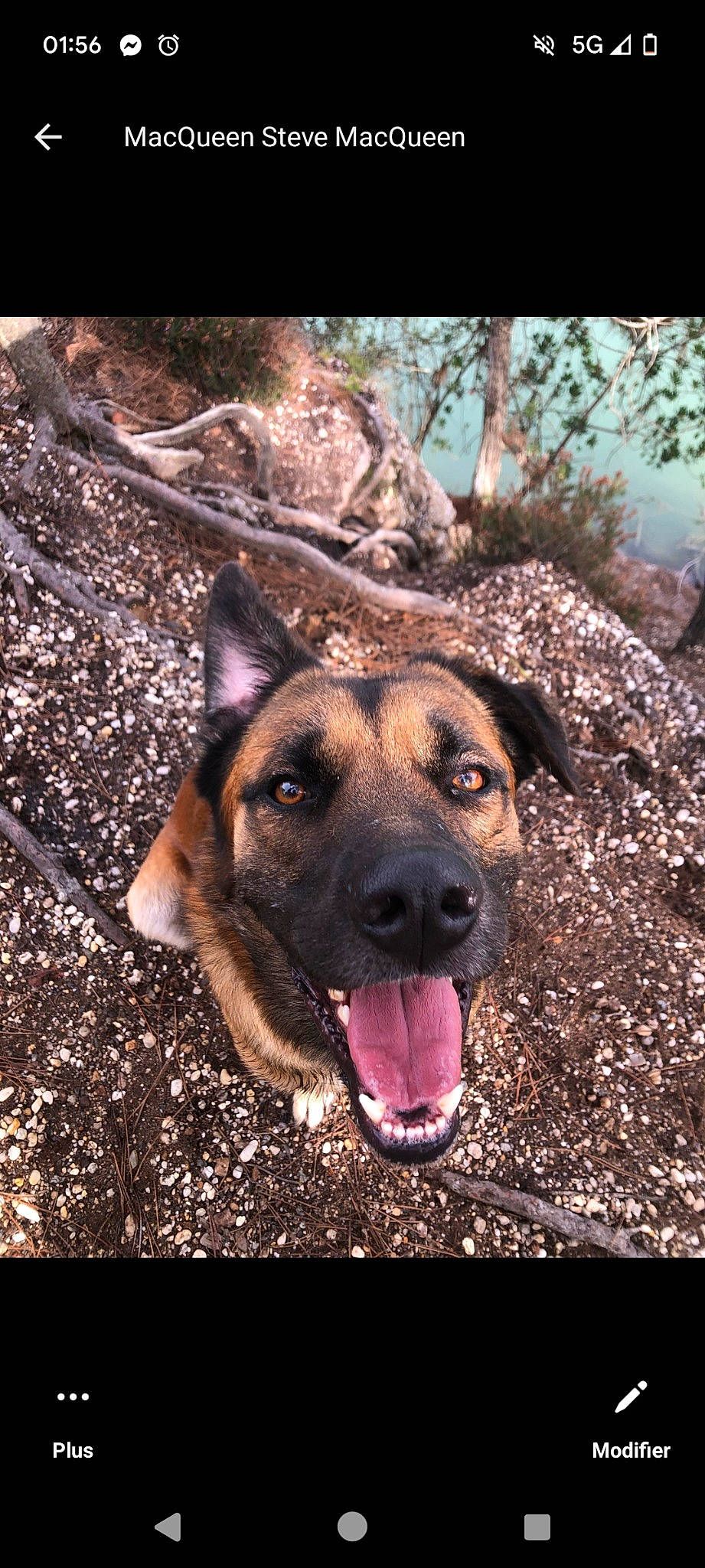 Pikachu participe au concours pour gagner de l'argent avec cette photo : belgian_shepherd_malinois, carnivore, dog, dog_breed, east_european_shepherd, fawn, fur, german_shepherd_dog, grass, guard_dog, herding_dog, king_shepherd, old_german_shepherd_dog, plant, snout, soil, sporting_group, tree, wood, working_animal