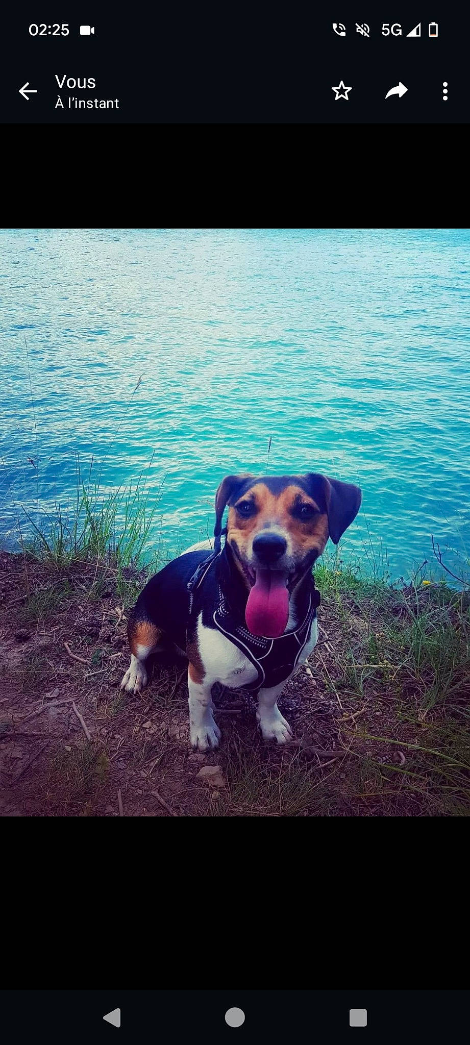 Païko a rejoint le concours — aidez-le/la à gagner de superbes lots ! carnivore, companion_dog, dog, dog_breed, fawn, grass, happy, horizon, lake, landscape, morning, natural_landscape, ocean, plant, sky, summer, sunlight, water, wilderness, working_animal