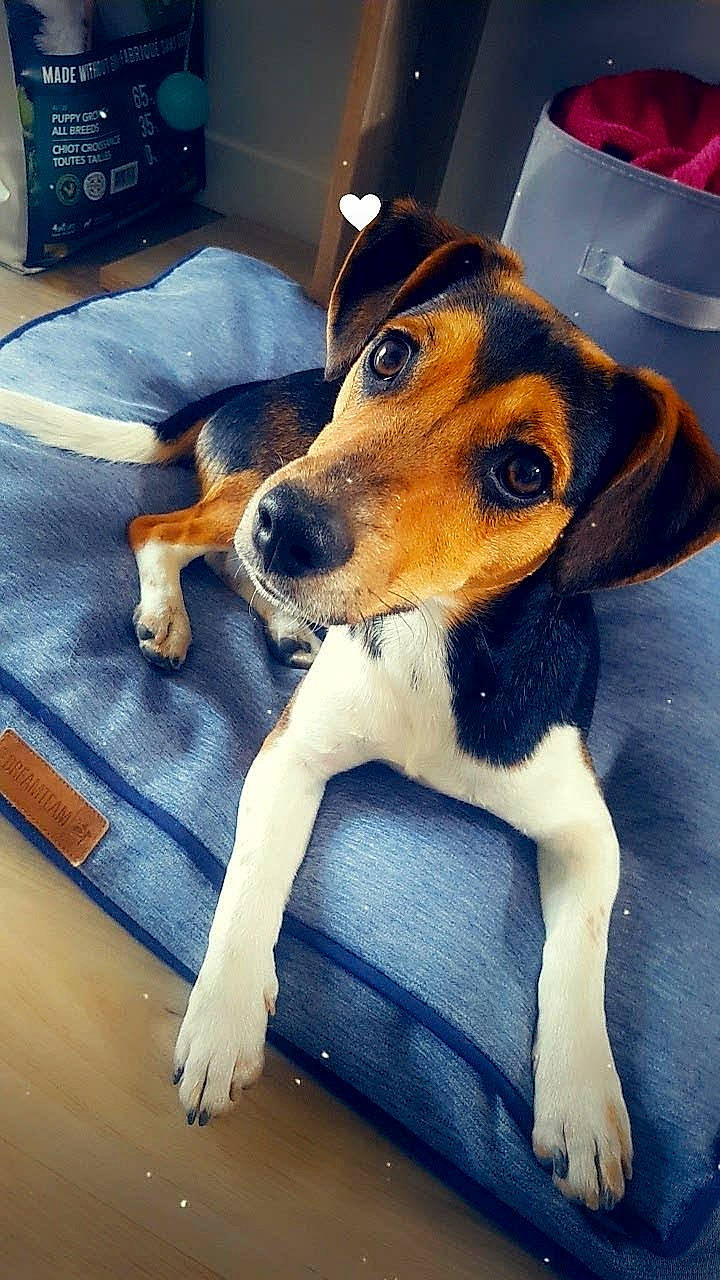 Païko participe au concours pour gagner de l'argent avec cette photo : beagle, blue, canidae, carnivore, comfort, companion_dog, dog, dog_breed, fawn, flooring, fur, home_appliance, hound, paw, scent_hound, snout, sporting_group, whiskers, working_animal, working_dog