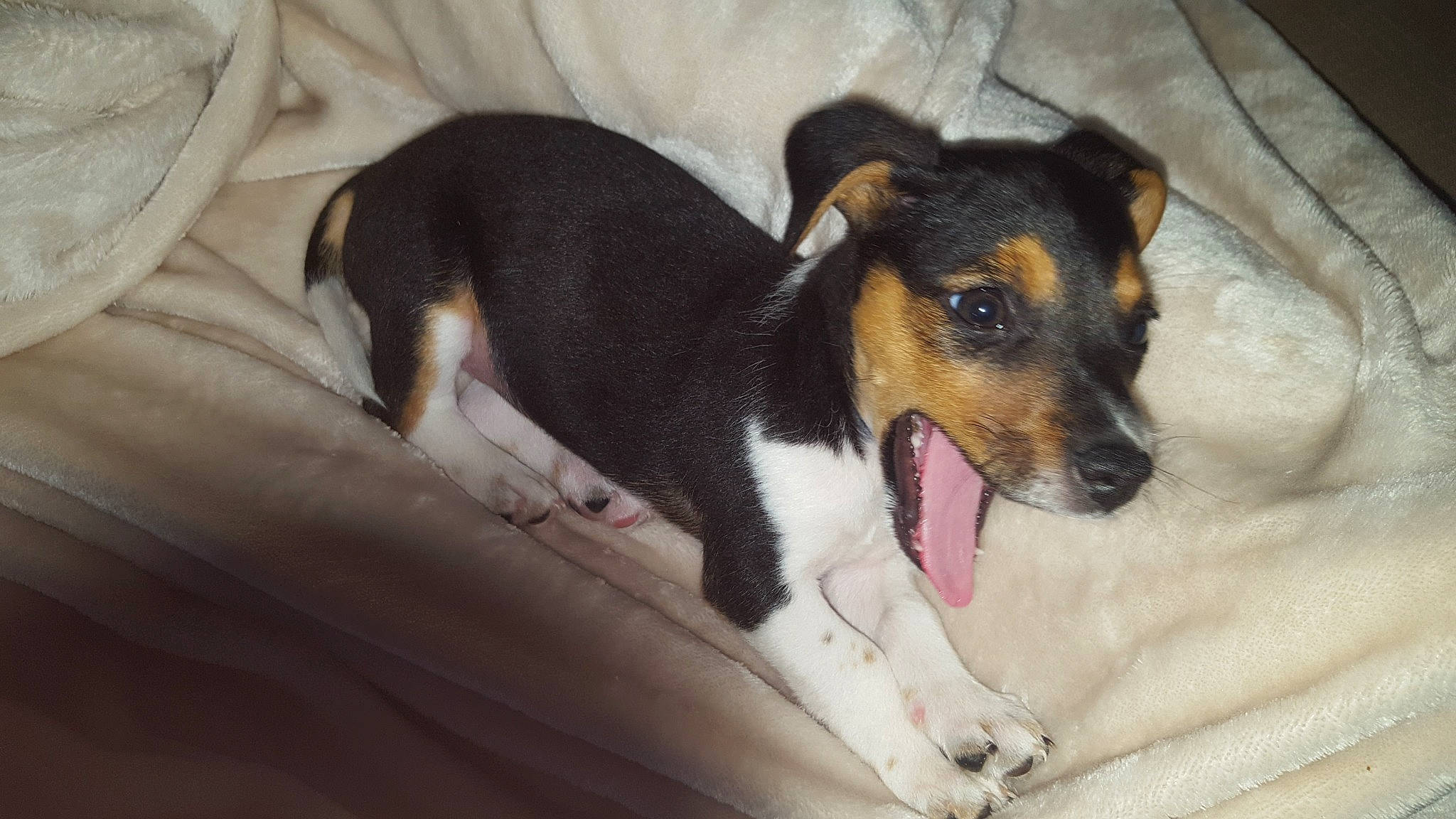 Païko a rejoint le concours — aidez-le/la à gagner de superbes lots ! brazilian_terrier, canidae, carnivore, chilean_fox_terrier, companion_dog, danish_swedish_farmdog, dog, dog_breed, feist, fox_terrier, mammal, miniature_fox_terrier, potcake_dog, rat_terrier, ratonero_bodeguero_andaluz, smooth_fox_terrier, snout, teddy_roosevelt_terrier, tenterfield_terrier, vertebrate