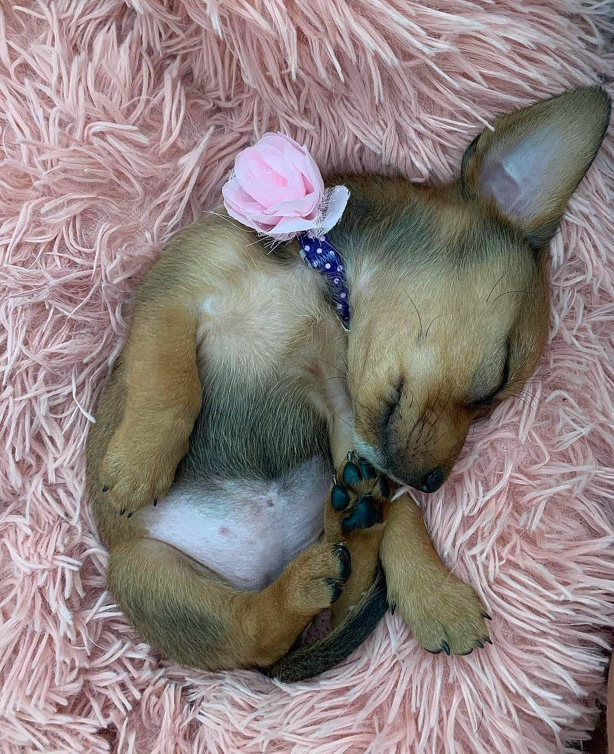 Petunia joined the competition — help win amazing prizes! carnivore, companion_dog, dog, dog_breed, dog_supply, ear, fashion_accessory, fawn, felidae, fur, liver, pet_supply, small_to_medium_sized_cats, snout, tail, terrestrial_animal, toy, toy_dog, whiskers, working_animal