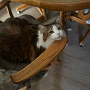 Suttle joined the competition — help win amazing prizes! cat, furniture, chair, wood, indoor, cushion, pet, animal, relaxed, resting, table, floor, domestic, cozy, fur, whiskers, curious, head, paws, comfortable