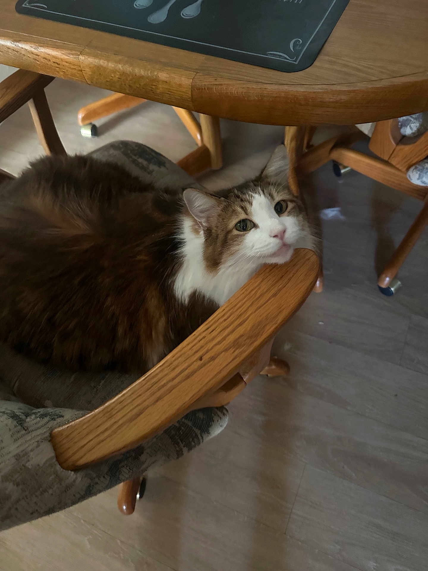 Suttle joined the competition — help win amazing prizes! cat, furniture, chair, wood, indoor, cushion, pet, animal, relaxed, resting, table, floor, domestic, cozy, fur, whiskers, curious, head, paws, comfortable