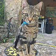 Ares participe au concours pour gagner de l'argent avec cette photo : cat, tabby_cat, pet, animal, sitting, paws, whiskers, collar, leash, dartboard, tree_stump, stone_wall, archway, outdoor, rustic, greenery, close_up, portrait, eyes, curious