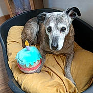 Xéna a rejoint le concours — aidez-le/la à gagner de superbes lots ! dog, bed, cushion, toy, cake, birthday, candle, indoor, brown, white, old_dog, pet, animal, celebration, cozy, resting, floor, wooden_floor, portrait, happy