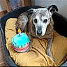 dog, bed, cushion, toy, cake, birthday, candle, indoor, brown, white, old_dog, pet, animal, celebration, cozy, resting, floor, wooden_floor, portrait, happy