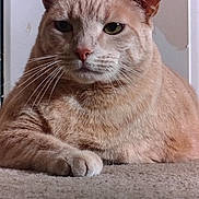 Oliver joined the competition — help win amazing prizes! cat, orange_tabby, pet, feline, whiskers, carpet, indoor, animal, close_up, fur, paw, relaxed, resting, mammal, cute, domestic_animal, portrait, looking, ears, face
