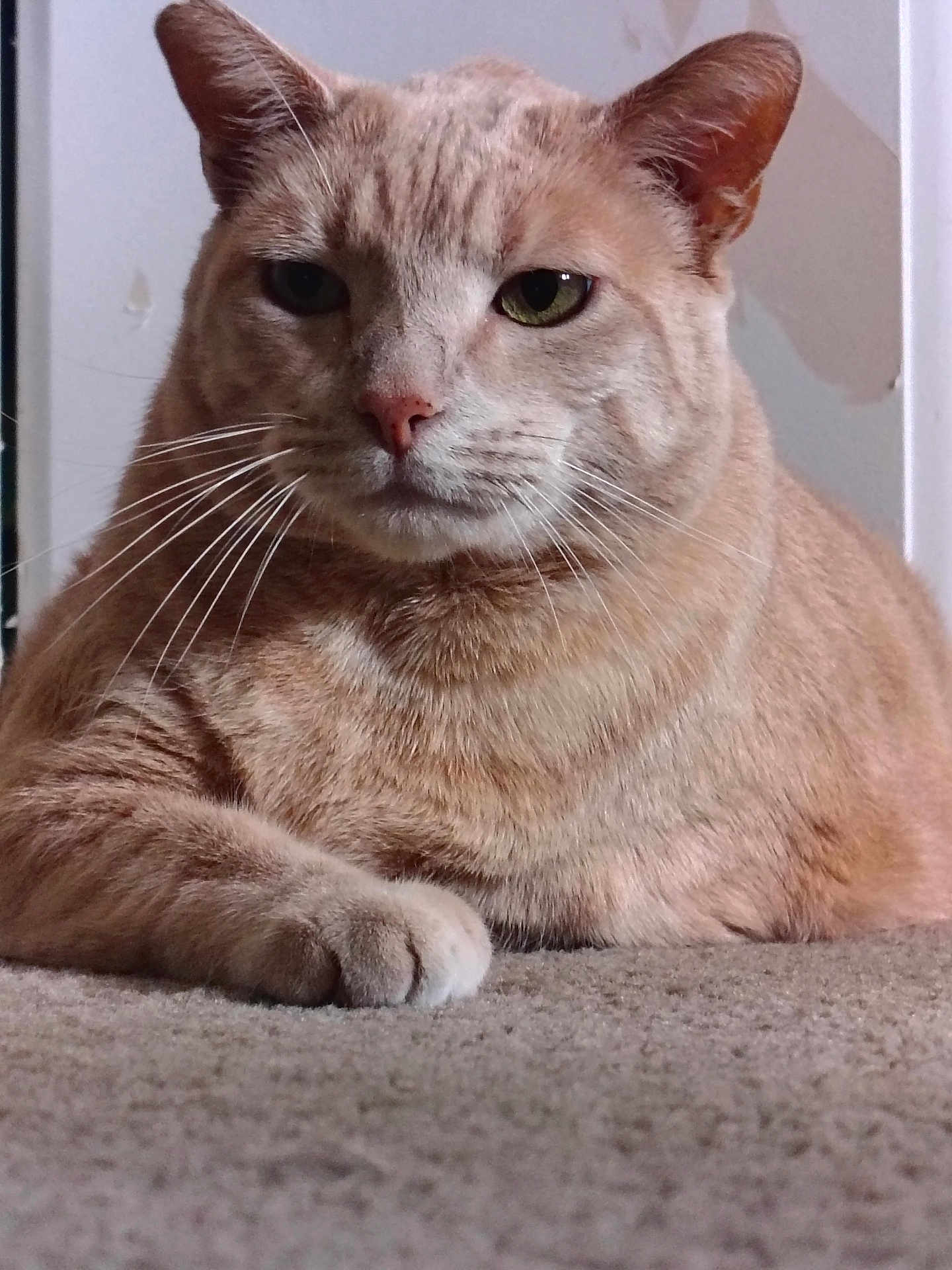 Oliver