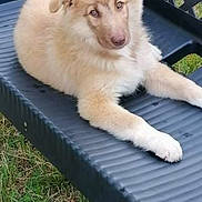 Scooby participe au concours pour gagner de l'argent avec cette photo : animal, brown_fur, cute, dog, ears_up, fluffy, gazing, grass, lattice_backrest, looking_at_camera, outdoor, pet, plastic_lounger, portrait, puppy, relaxed, sitting, white_paws, yard, young