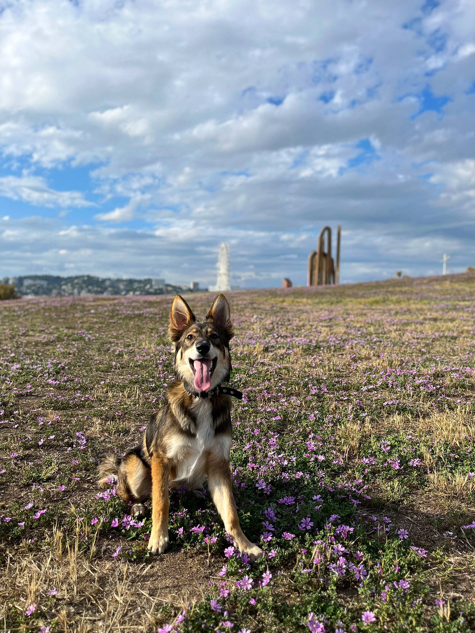 Andy a rejoint le concours — aidez-le/la à gagner de superbes lots ! carnivore, cloud, companion_dog, cumulus, dog, dog_breed, ecoregion, fawn, flower, grass, grassland, herbaceous_plant, horizon, landscape, natural_landscape, plain, plant, prairie, sky, soil