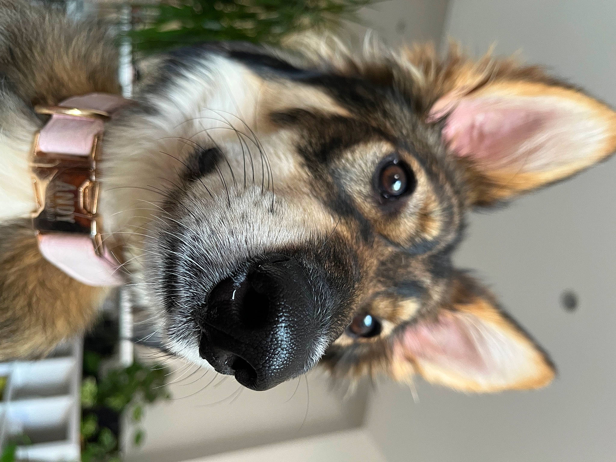 Andy participe au concours pour gagner de l'argent avec cette photo : canidae, carnivore, claw, close_up, collar, dog_breed, ear, eye, eyelash, fawn, felidae, fur, head, small_to_medium_sized_cats, snout, sporting_group, terrestrial_animal, whiskers, wildlife, working_animal