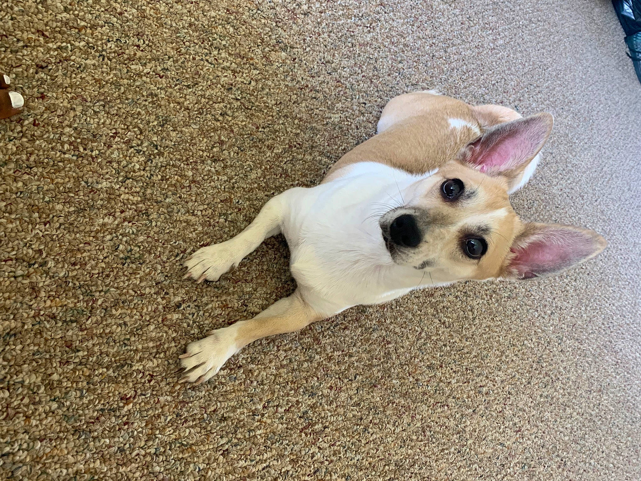 London joined the competition — help win amazing prizes! asphalt, canidae, carnivore, comfort, companion_dog, dog, dog_breed, dog_supply, fawn, flooring, fur, non_sporting_group, paw, road_surface, shadow, snout, tail, terrestrial_animal, toy_dog, working_animal