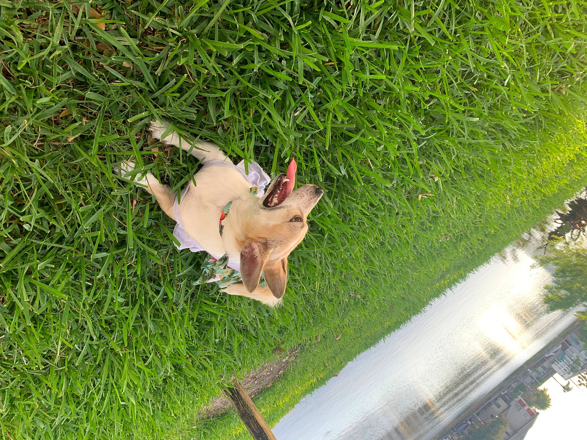 London is registered to the contest to win money with this photo: canidae, companion_dog, dog, dog_breed, fawn, grass, grassland, groundcover, landscape, leisure, pasture, plant, shrub, sporting_group, tail, tree, urban_design, vegetation, wildlife, wing