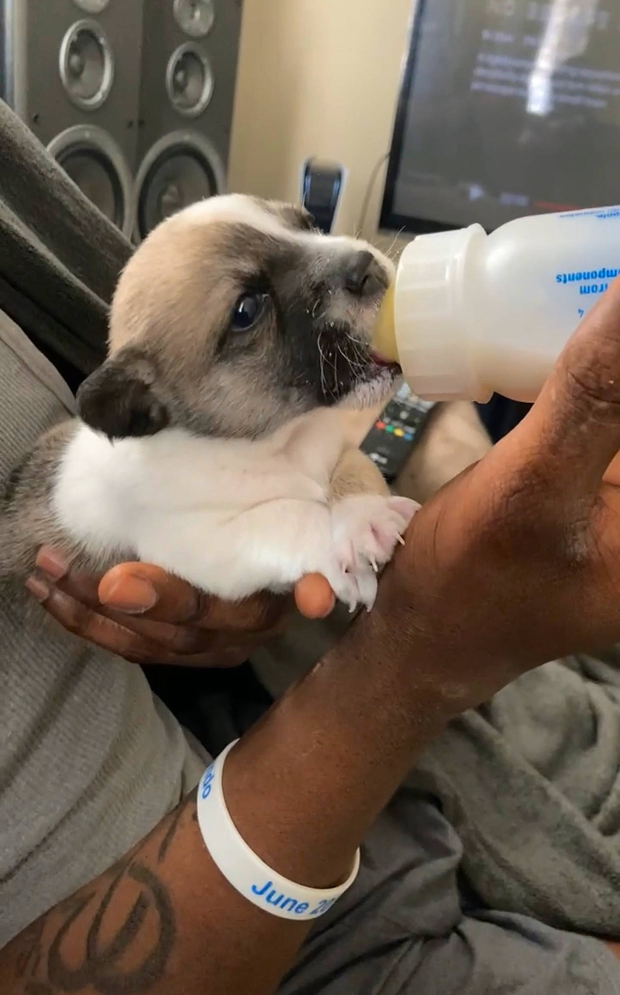 London is registered to the contest to win money with this photo: canidae, carnivore, comfort, companion_dog, dog, dog_breed, ear, fawn, fluid, gas, hand, nail, plastic_bottle, pug, puppy_love, snout, sporting_group, toy_dog, water_bottle, wrist