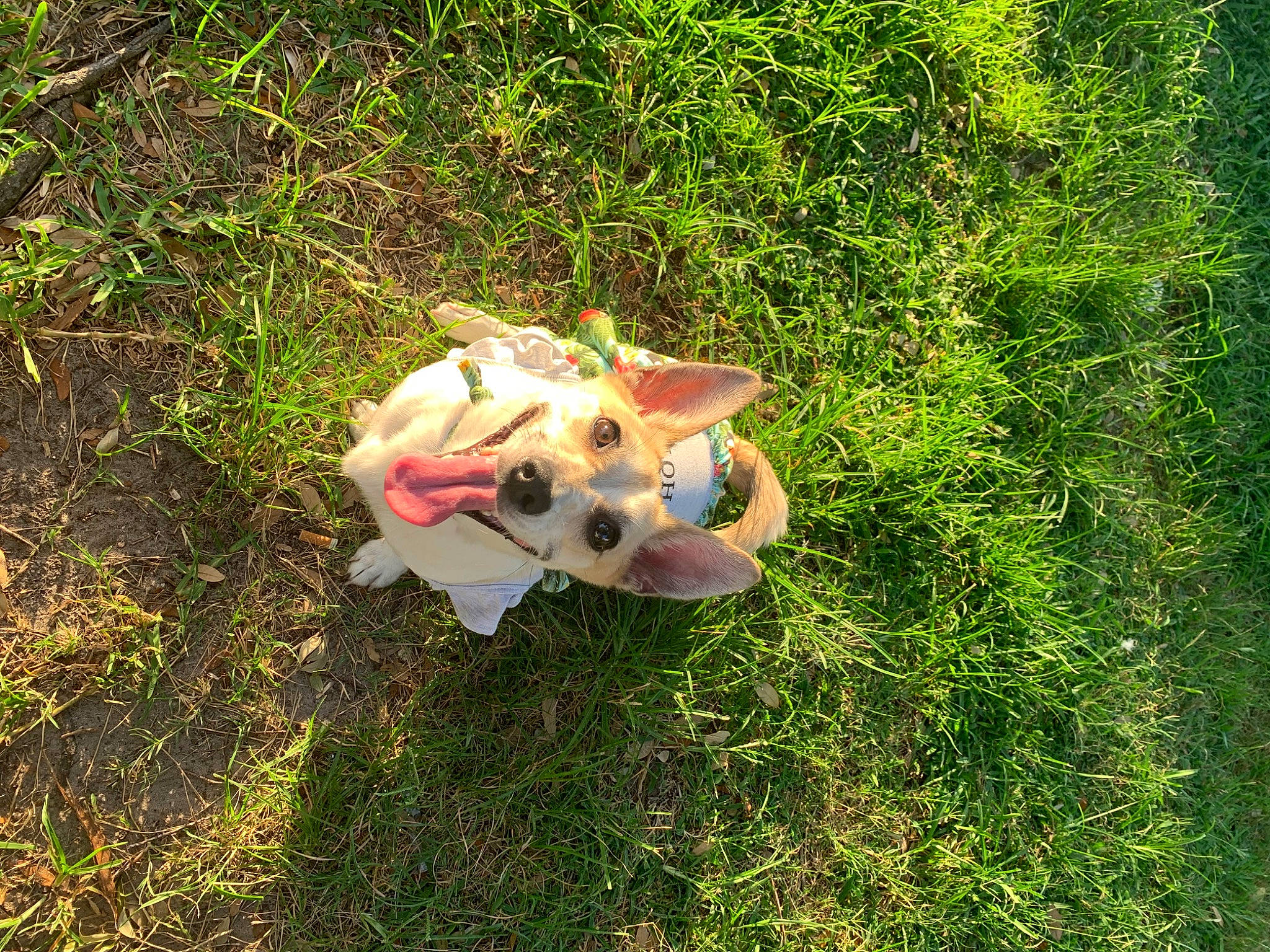 London joined the competition — help win amazing prizes! carmine, companion_dog, dog_breed, doll, fawn, grass, grassland, groundcover, jungle, lawn, lawn_ornament, natural_landscape, people_in_nature, soil, stuffed_toy, tail, terrestrial_animal, terrestrial_plant, toy, wood