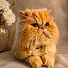 animal, cat, closeup, cute, domestic_cat, feline, flowers, fluffy, furniture, indoor, orange_cat, paw, persian_cat, pet, portrait, resting, soft_surface, vase, whiskers, white_flowers