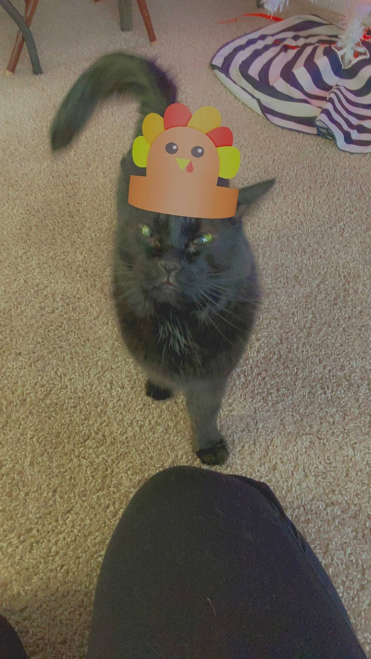 Lerio joined the competition — help win amazing prizes! baby_products, baby_toys, canidae, cat, felidae, flooring, fur, hat, party_supply, paw, plush, primate, room, small_to_medium_sized_cats, stuffed_toy, table, tail, textile, toy, whiskers