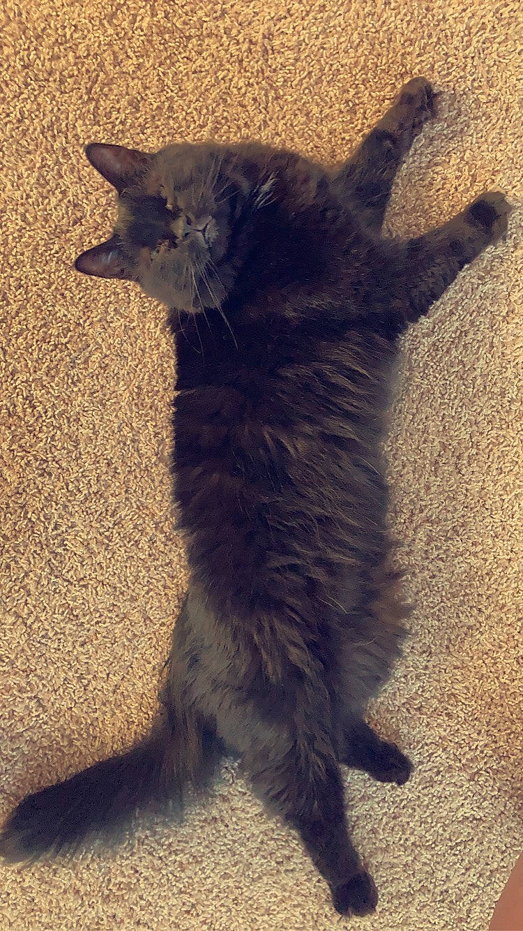 Lerio is registered to the contest to win money with this photo: black_cat, carnivore, cat, claw, dog_breed, domestic_short_haired_cat, felidae, flooring, fur, gesture, grey, paw, shadow, small_to_medium_sized_cats, snout, tail, terrestrial_animal, tints_and_shades, whiskers, window