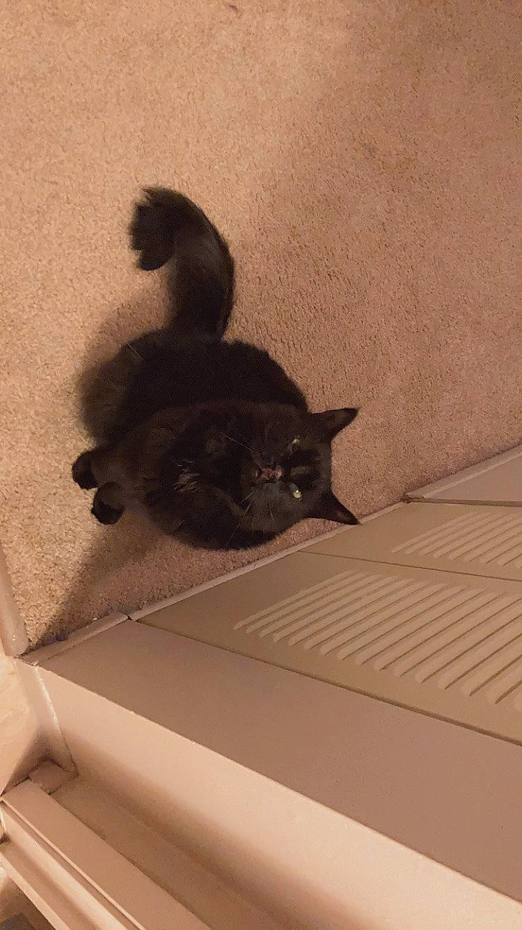 Lerio is registered to the contest to win money with this photo: bed, black_cat, carnivore, cat, comfort, domestic_short_haired_cat, felidae, flooring, fur, grey, hardwood, linens, paw, room, shadow, small_to_medium_sized_cats, tail, tints_and_shades, whiskers, wood