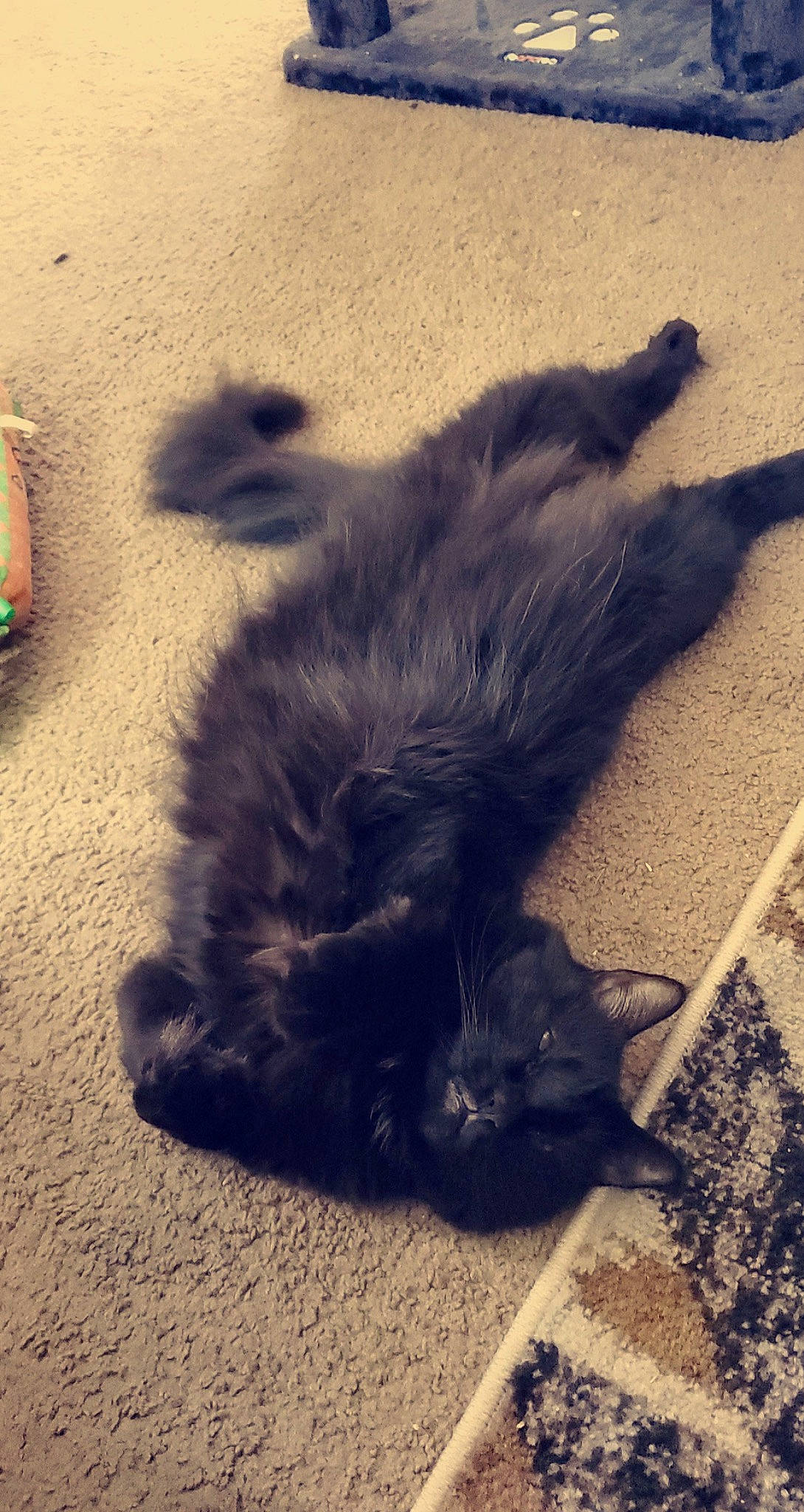 Lerio joined the competition — help win amazing prizes! asphalt, black_cat, carnivore, cat, cloud, domestic_short_haired_cat, felidae, flooring, fur, human_leg, mammal, meteorological_phenomenon, paw, road_surface, shadow, small_to_medium_sized_cats, soil, tail, tints_and_shades, whiskers