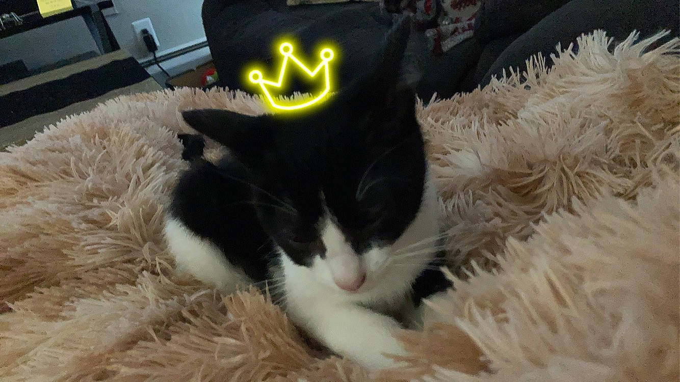 Fergie is registered to the contest to win money with this photo: carnivore, cat, christmas, claw, comfort, domestic_short_haired_cat, event, fawn, felidae, fur, grass, holiday, lap, paw, small_to_medium_sized_cats, snout, tail, tree, whiskers, wool