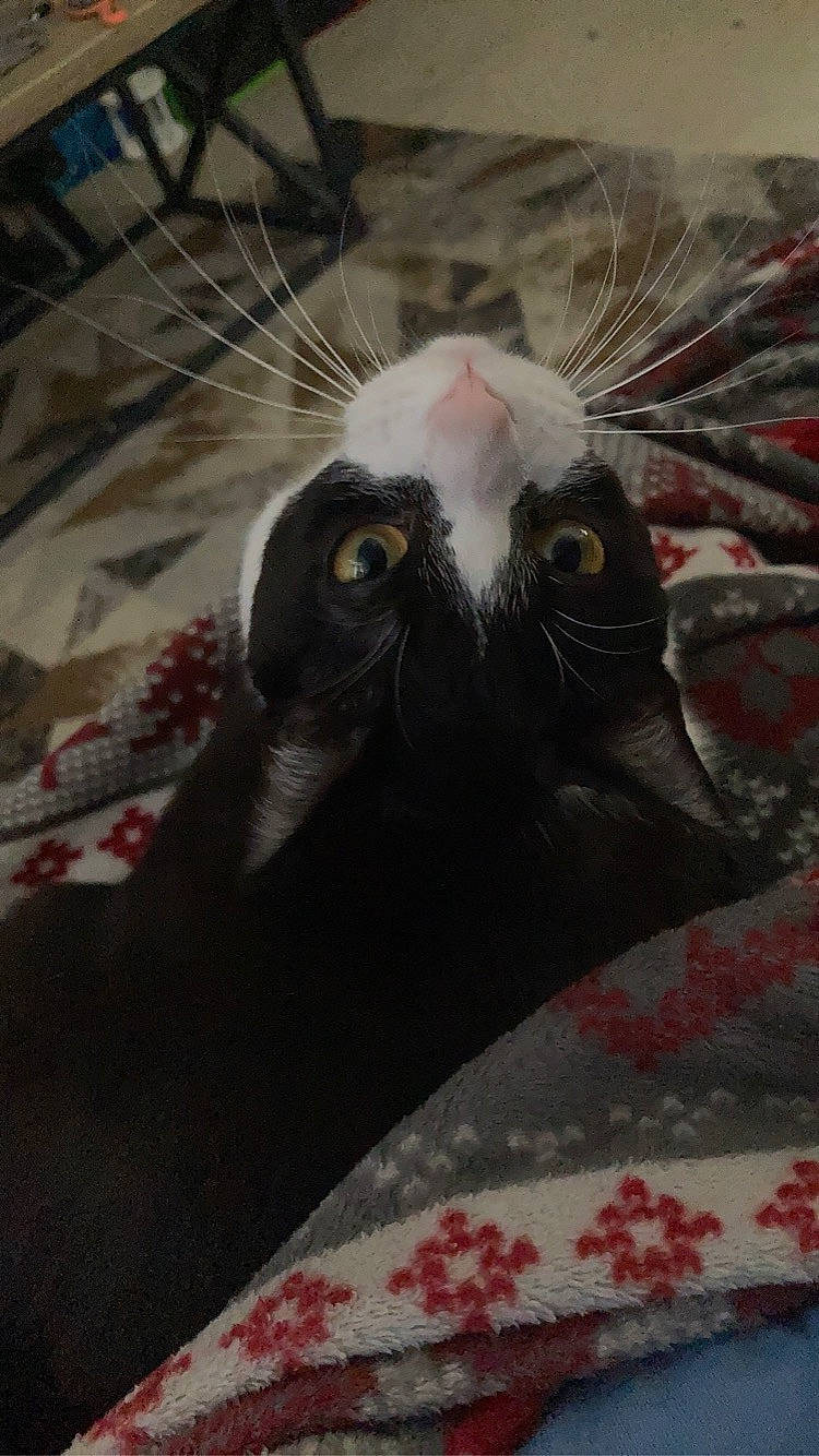 Fergie is registered to the contest to win money with this photo: art, black_cat, carnivore, cat, claw, domestic_short_haired_cat, eyelash, fawn, felidae, fur, livestock, pattern, small_to_medium_sized_cats, snout, tail, terrestrial_animal, toy, whiskers, wildlife, working_animal