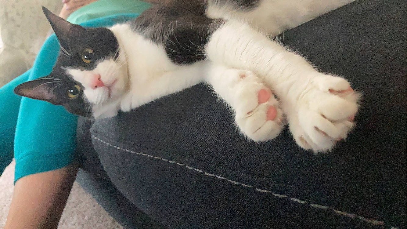 Fergie is registered to the contest to win money with this photo: carnivore, cat, claw, comfort, domestic_short_haired_cat, felidae, foot, fur, human_leg, lap, paw, small_to_medium_sized_cats, tail, thigh, whiskers