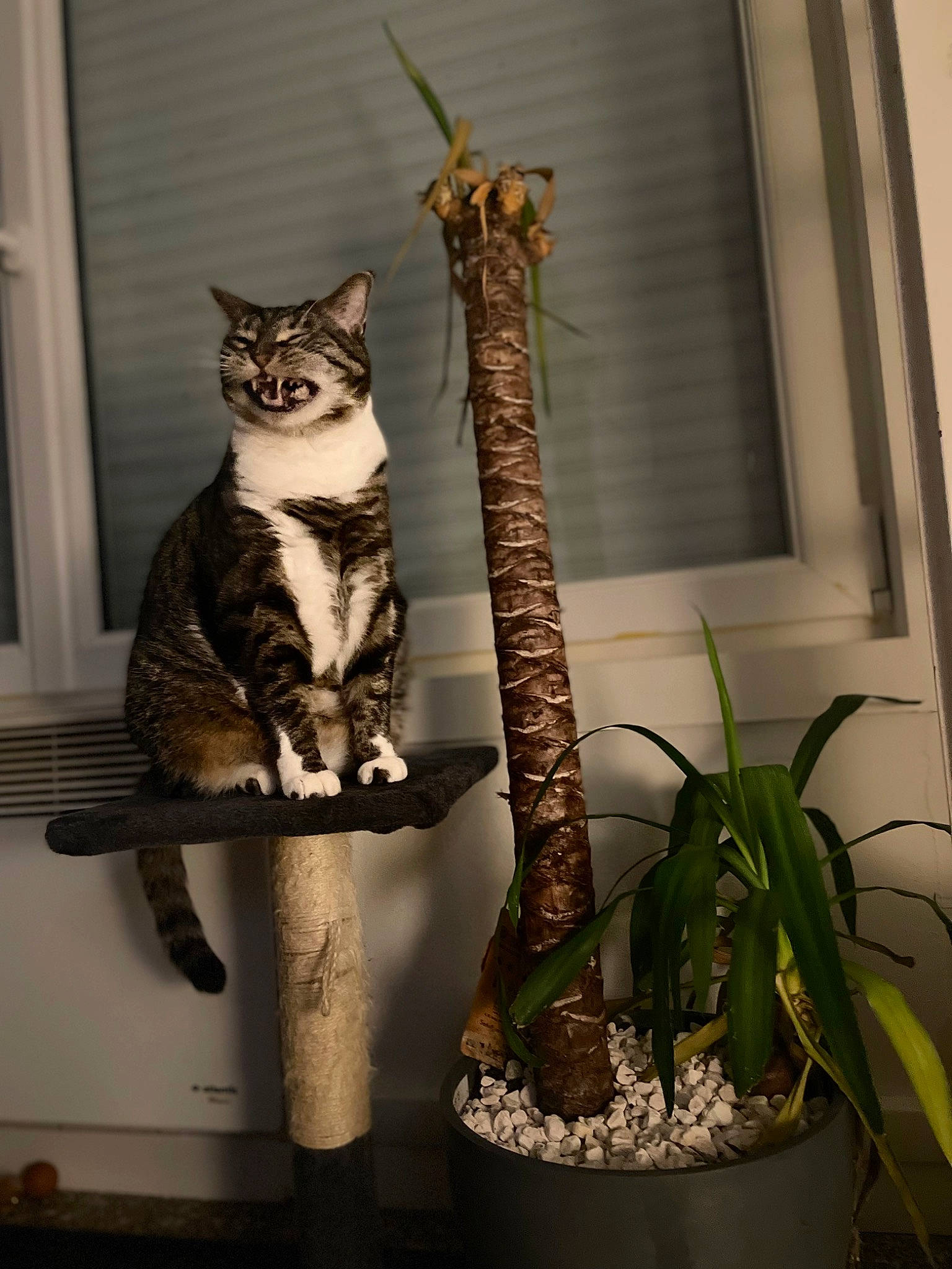 Nuance participe au concours pour gagner de l'argent avec cette photo : art, carnivore, cat, cat_supply, domestic_short_haired_cat, felidae, flowerpot, fur, houseplant, plant, shelf, small_to_medium_sized_cats, tail, terrestrial_animal, terrestrial_plant, twig, whiskers, wildlife, window, wood