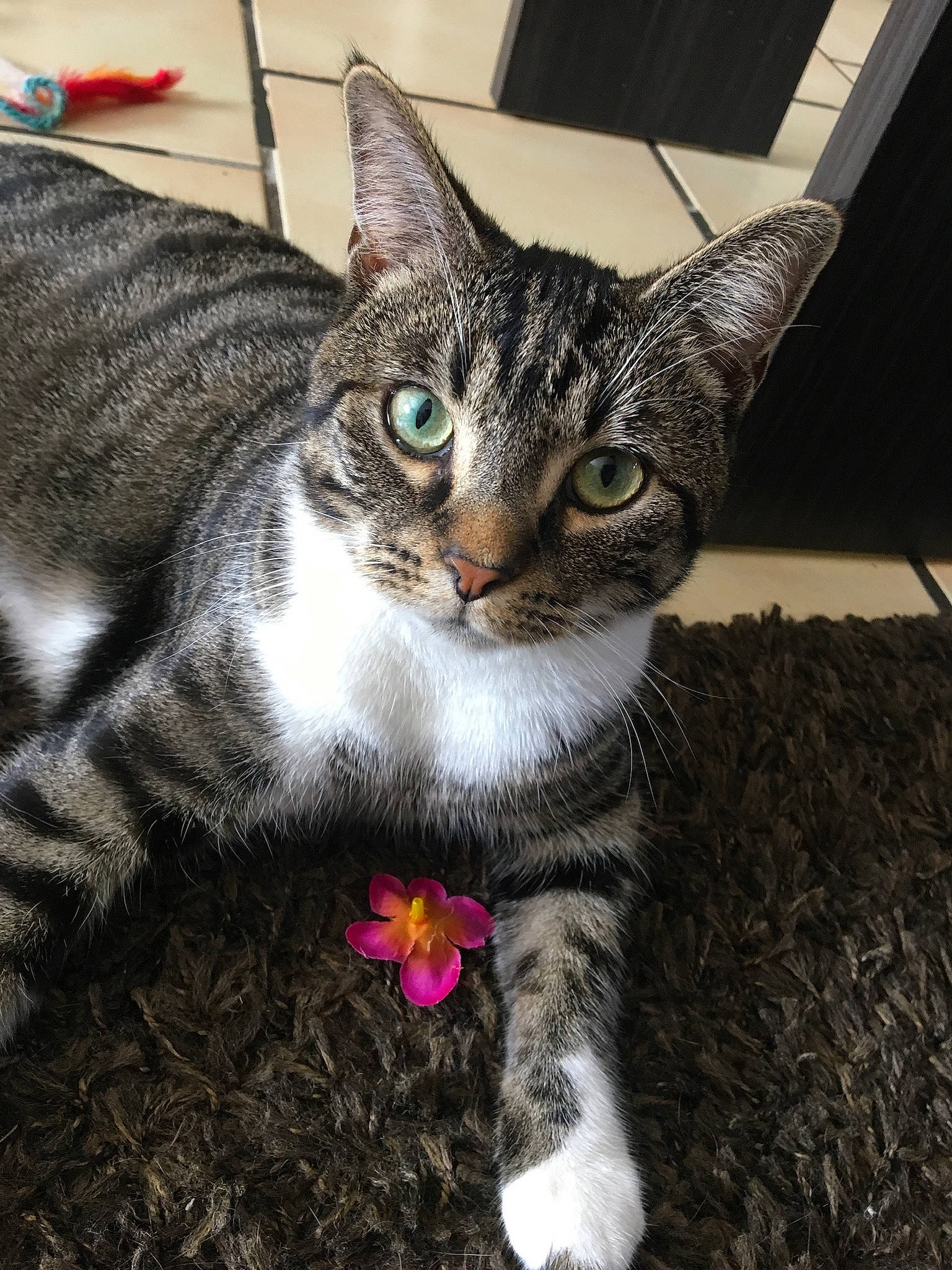 Nuance participe au concours pour gagner de l'argent avec cette photo : carnivore, cat, claw, domestic_short_haired_cat, felidae, foot, fur, grass, paw, photo_caption, sitting, small_to_medium_sized_cats, snout, tail, terrestrial_animal, whiskers