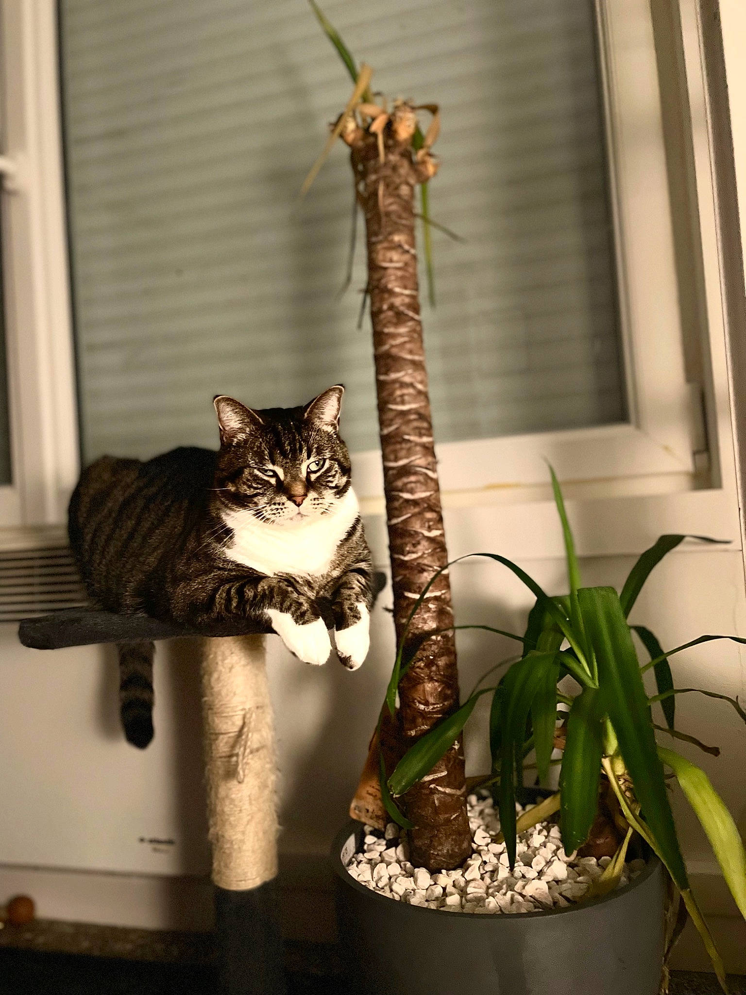 Nuance participe au concours pour gagner de l'argent avec cette photo : carnivore, cat, curtain, door, felidae, flowerpot, fur, houseplant, interior_design, plant, room, small_to_medium_sized_cats, tail, terrestrial_animal, terrestrial_plant, twig, whiskers, window, window_blind, wood
