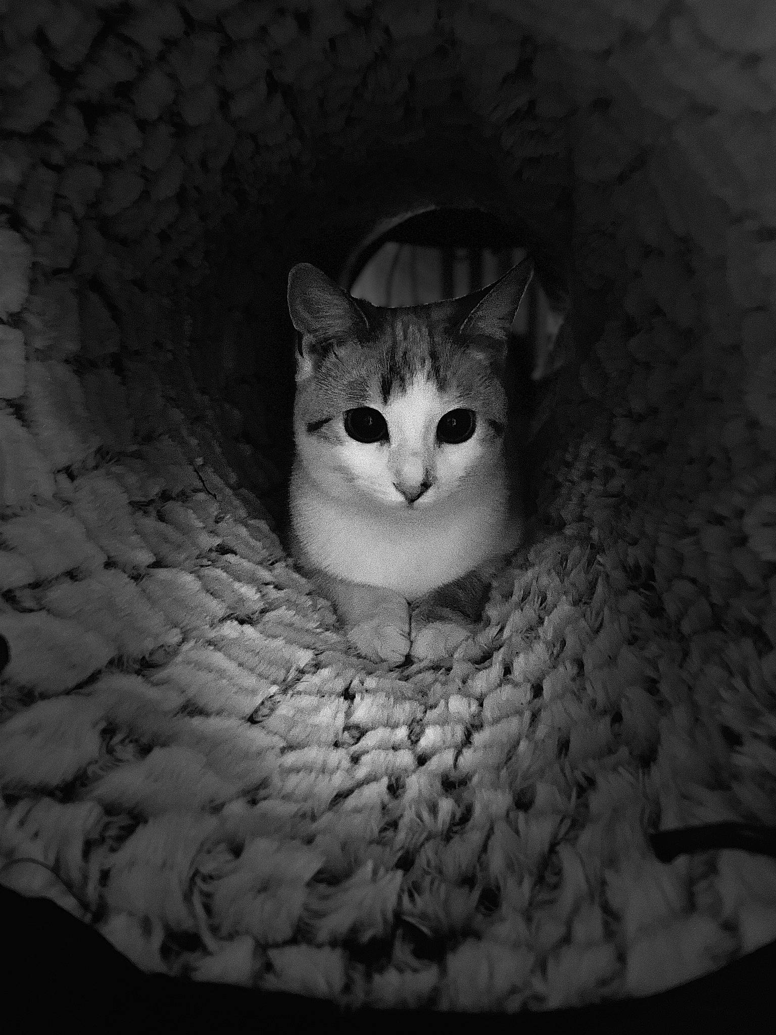 Neige a rejoint le concours — aidez-le/la à gagner de superbes lots ! black_and_white, carnivore, cat, darkness, domestic_short_haired_cat, door, eye, felidae, flash_photography, fur, grey, monochrome, monochrome_photography, small_to_medium_sized_cats, snout, style, tints_and_shades, whiskers, window, wood