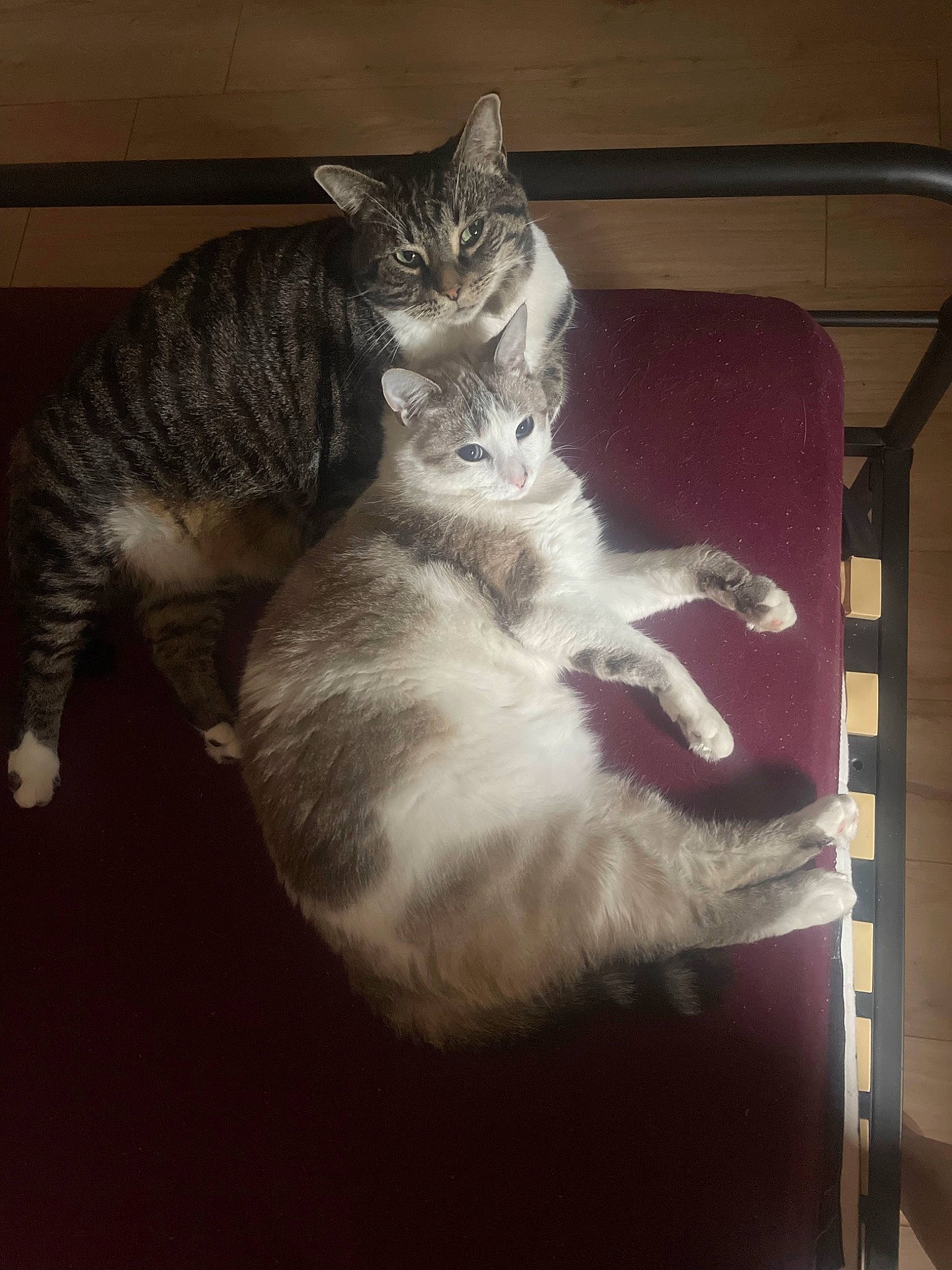 Neige a rejoint le concours — aidez-le/la à gagner de superbes lots ! box, carnivore, cat, chair, comfort, darkness, domestic_short_haired_cat, door, felidae, fur, hardwood, lap, leg, paw, sitting, small_to_medium_sized_cats, snout, tail, whiskers, window