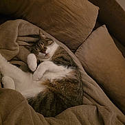 Moon a rejoint le concours — aidez-le/la à gagner de superbes lots ! cat, sleeping, blanket, couch, pillow, tabby, white_paws, cozy, nap, fur, whiskers, curled_up, pet, indoor, sofa, relaxed, brown, beige, texture, home