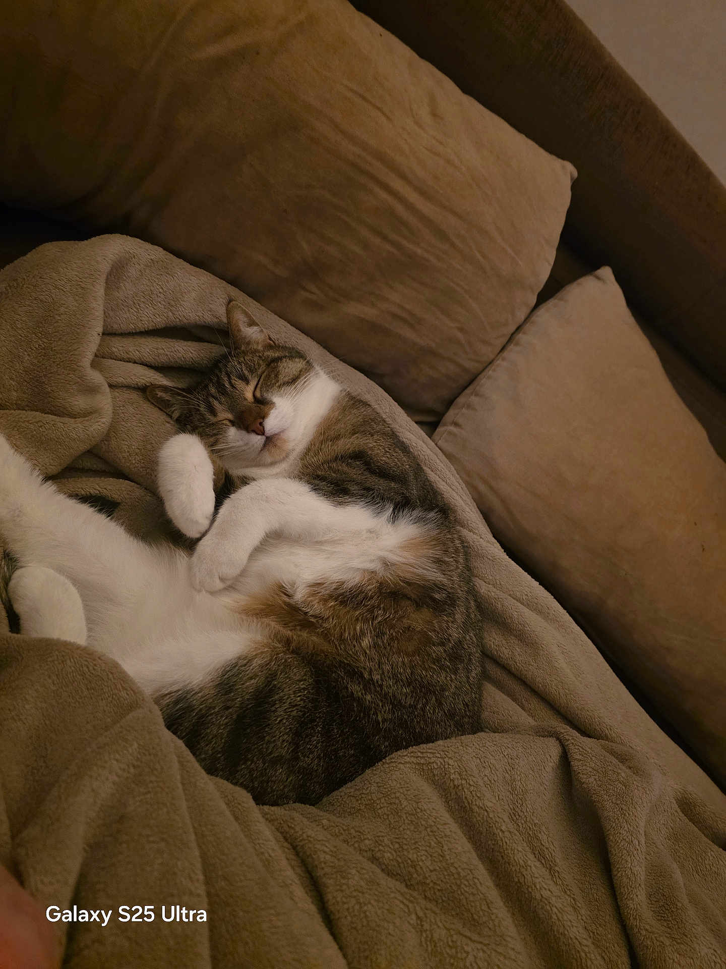 Moon a rejoint le concours — aidez-le/la à gagner de superbes lots ! cat, sleeping, blanket, couch, pillow, tabby, white_paws, cozy, nap, fur, whiskers, curled_up, pet, indoor, sofa, relaxed, brown, beige, texture, home