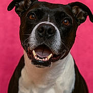 Naya participe au concours pour gagner de l'argent avec cette photo : animal, background, black_and_white, brown_eyes, canine, close_up, dog, domestic_animal, ears, face, friendly, fur, happy, looking_up, pet, pink, portrait, smiling, teeth, tongue