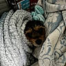 Luna joined the competition — help win amazing prizes! dog, blanket, cozy, fur, cute, pet, animal, face, soft, texture, home, comfort, wrapped, resting, indoor, brown, black, small, sleepy, warm