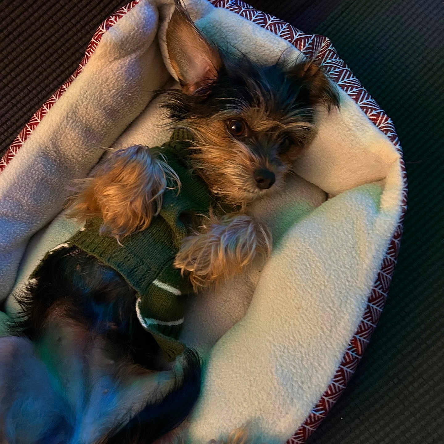 Luna is registered to the contest to win money with this photo: dog, pet, small_dog, sweater, bed, blanket, resting, indoor, cozy, fur, cute, animal, paw, ears, looking, relaxed, fluffy, warm_lighting, comfort, sleepy