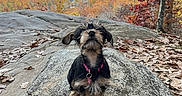 Luna joined the competition — help win amazing prizes! dog, rock, autumn, leaves, outdoor, nature, fall_foliage, scenic, small_dog, pet, collar, tree, landscape, hill, sky, cute, fur, animal, park, daytime