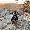 dog, rock, autumn, leaves, outdoor, nature, fall_foliage, scenic, small_dog, pet, collar, tree, landscape, hill, sky, cute, fur, animal, park, daytime