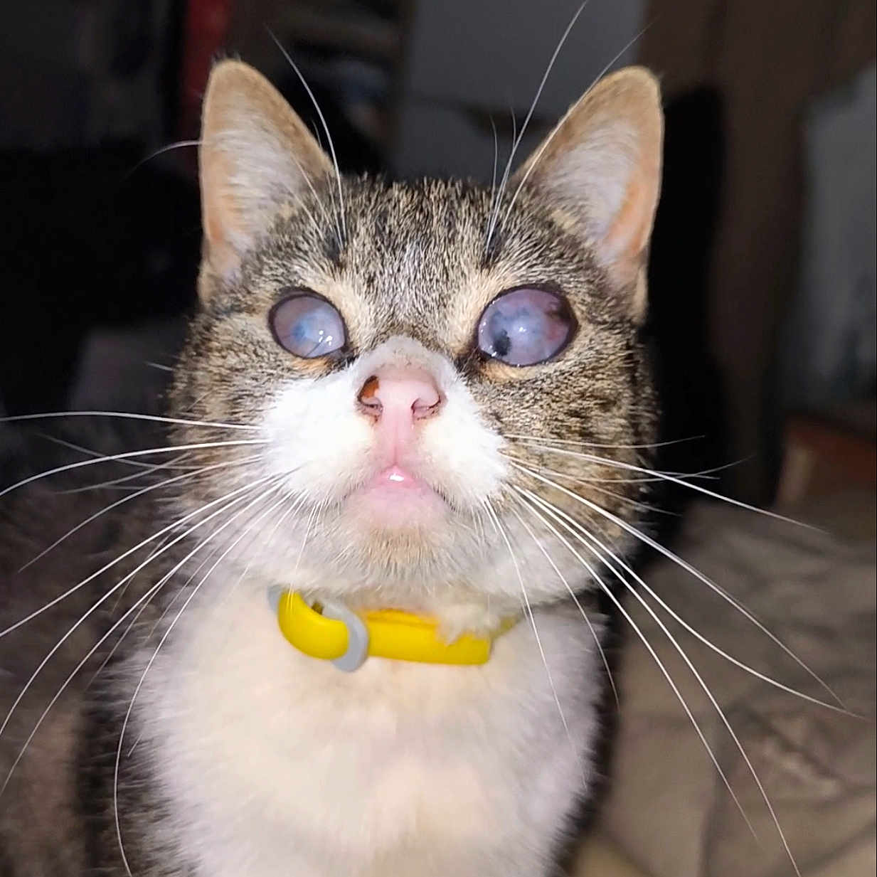 Mystique a rejoint le concours — aidez-le/la à gagner de superbes lots ! abyssinian, accessories, angora, animal, bodypart, cat, collar, couch, egyptiancat, furniture, kitten, manx, mouth, person, pet, siamese, snout, teeth