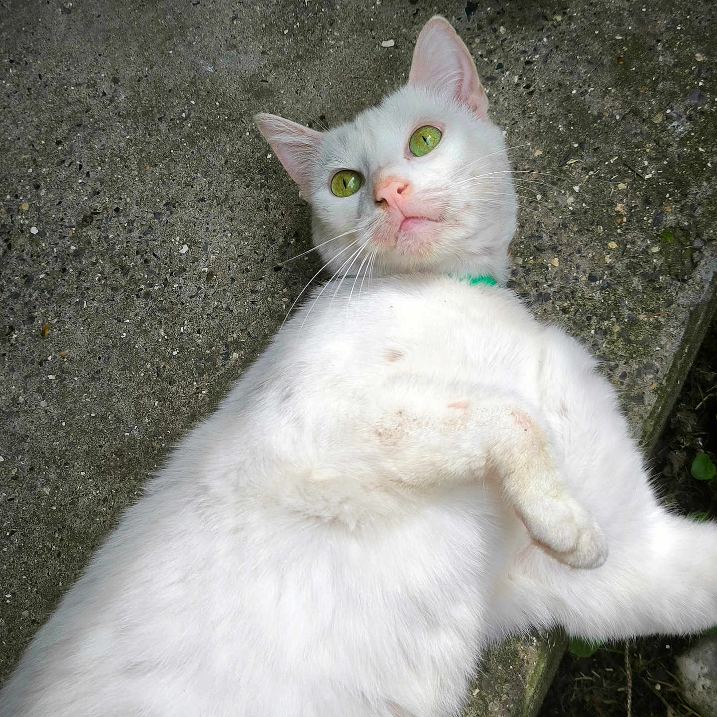 Kadouche a rejoint le concours — aidez-le/la à gagner de superbes lots ! abyssinian, accessories, angora, animal, cat, gravel, kitten, leash, manx, pet, plant, road, siamese, slate, strap, white