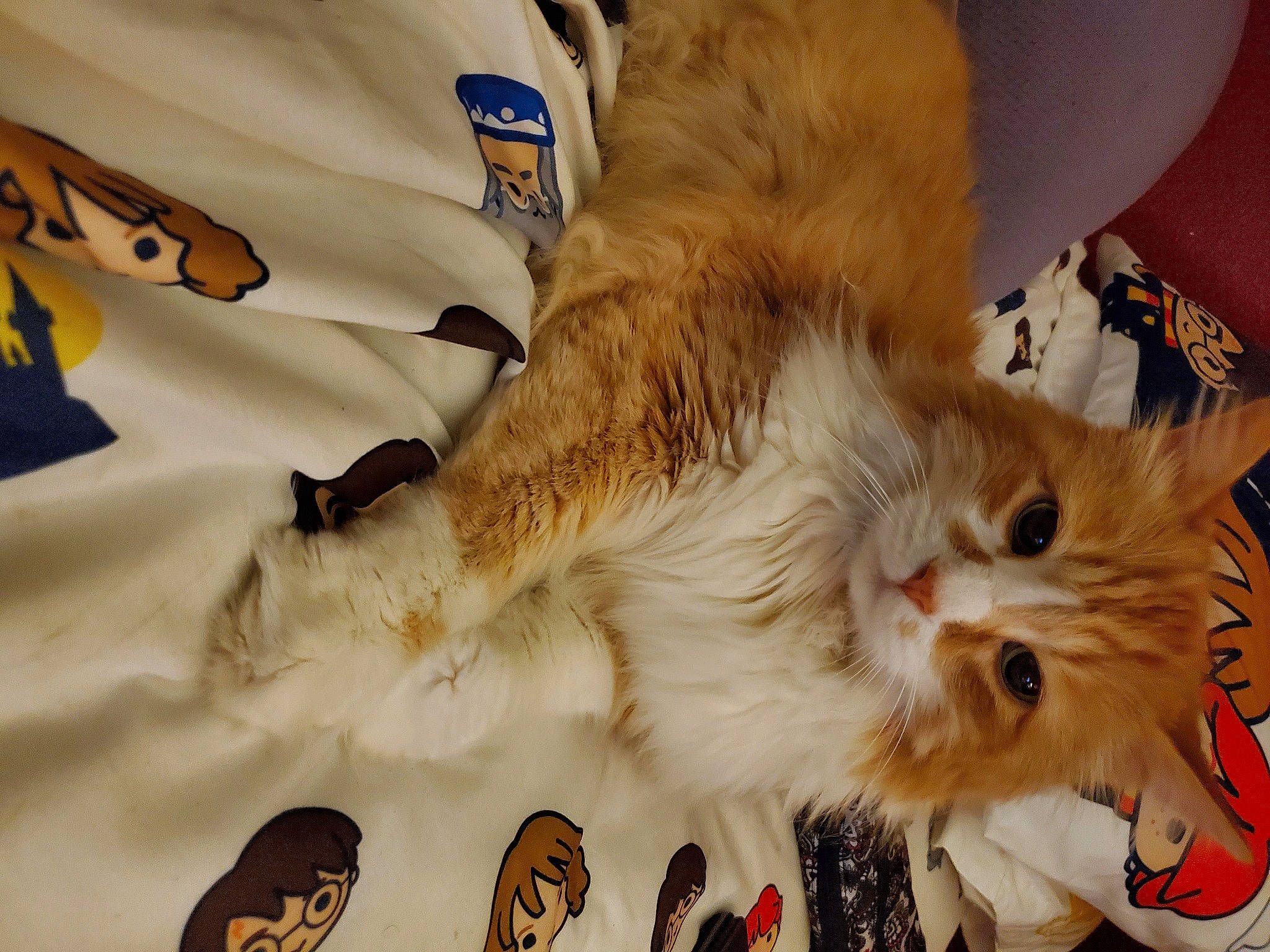 Hobbes is registered to the contest to win money with this photo: balloon, carnivore, cat, felidae, fur, kitten, paw, small_to_medium_sized_cats, vertebrate, walking_shoe, whiskers