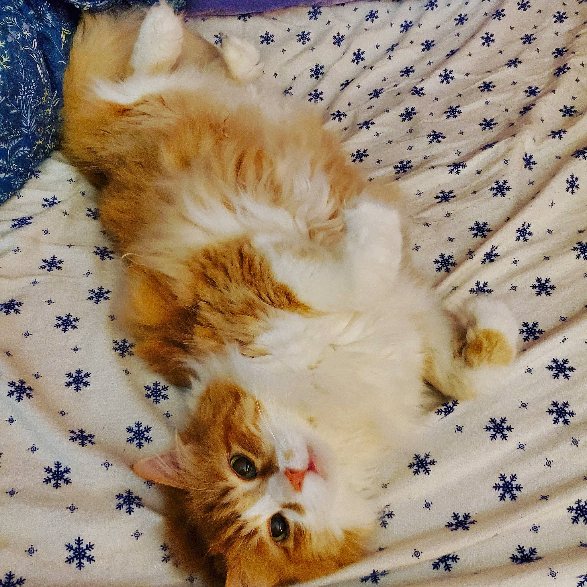 Hobbes is registered to the contest to win money with this photo: carnivore, cat, fawn, felidae, fur, kitten, linens, paw, small_to_medium_sized_cats, vertebrate, whiskers