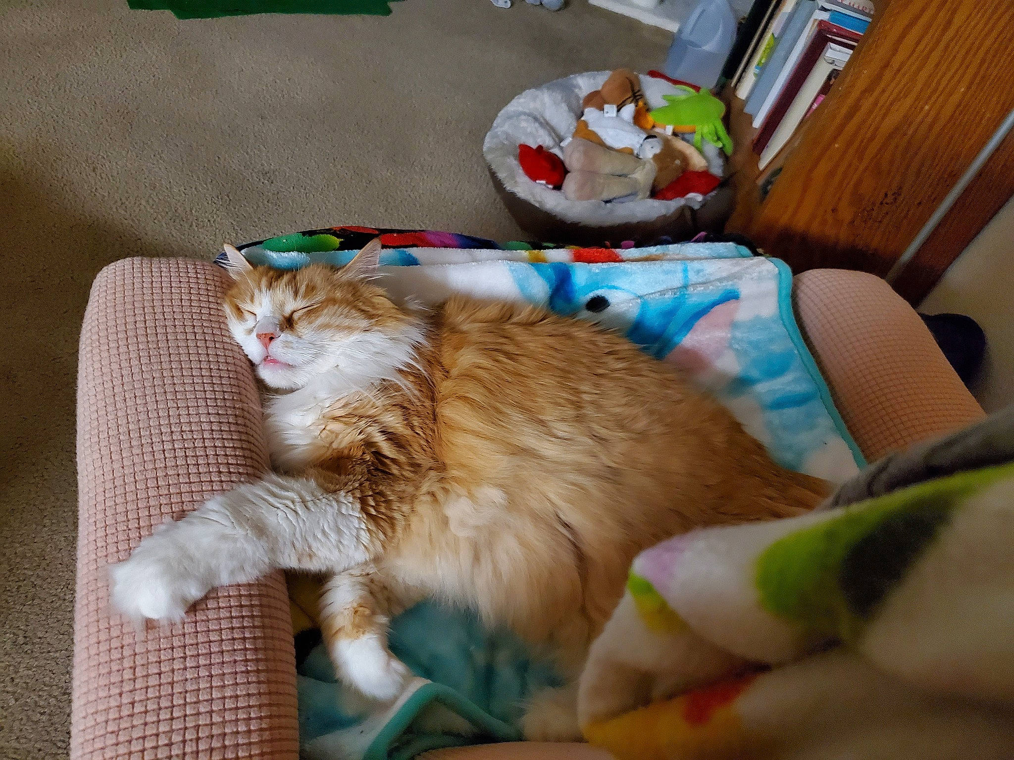 Hobbes is registered to the contest to win money with this photo: carnivore, cat, claw, comfort, domestic_short_haired_cat, felidae, fur, home_accessories, small_to_medium_sized_cats, tail, vertebrate, whiskers