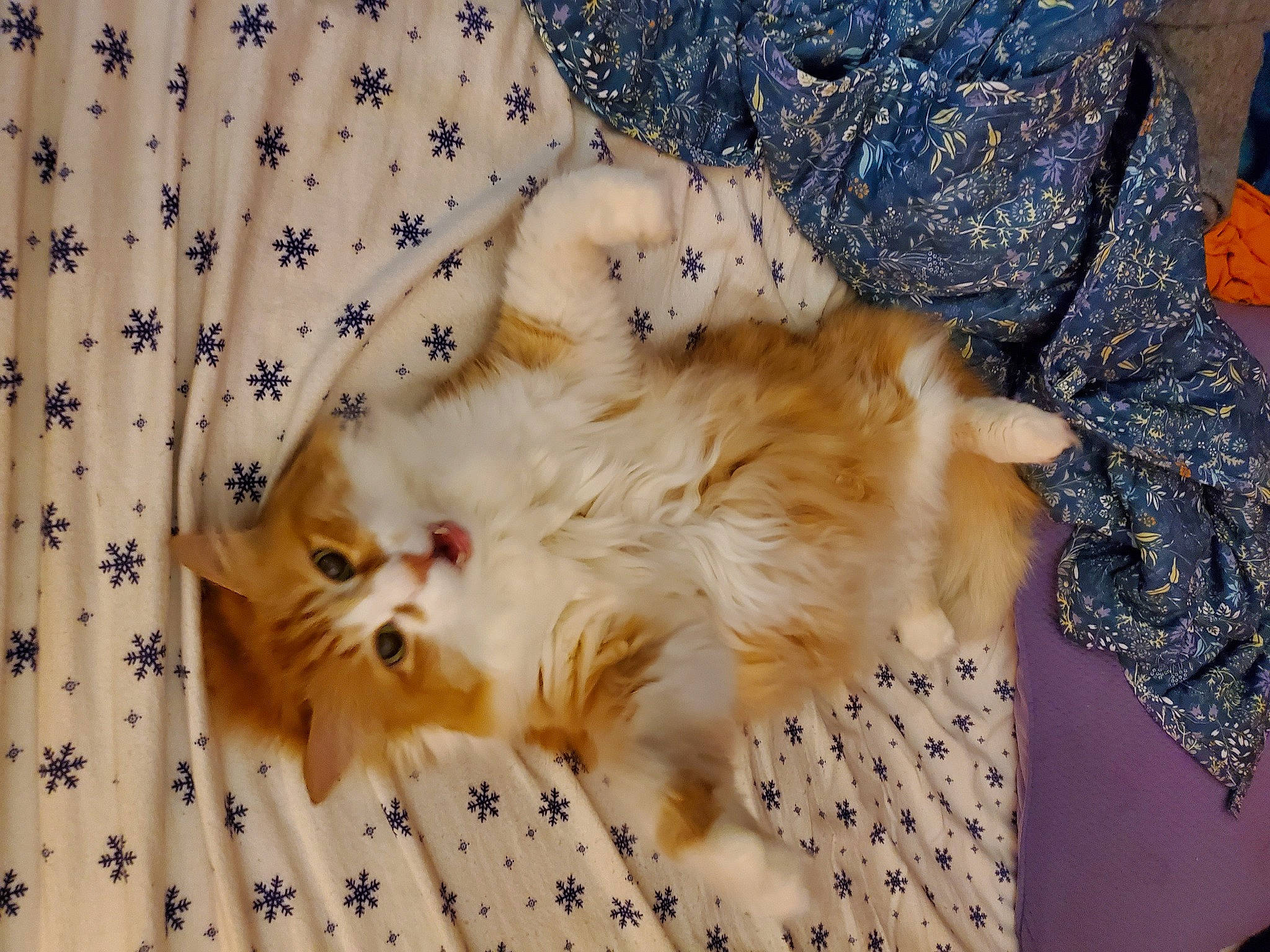 Hobbes joined the competition — help win amazing prizes! carnivore, cat, felidae, fur, pattern, small_to_medium_sized_cats, snout, vertebrate, whiskers