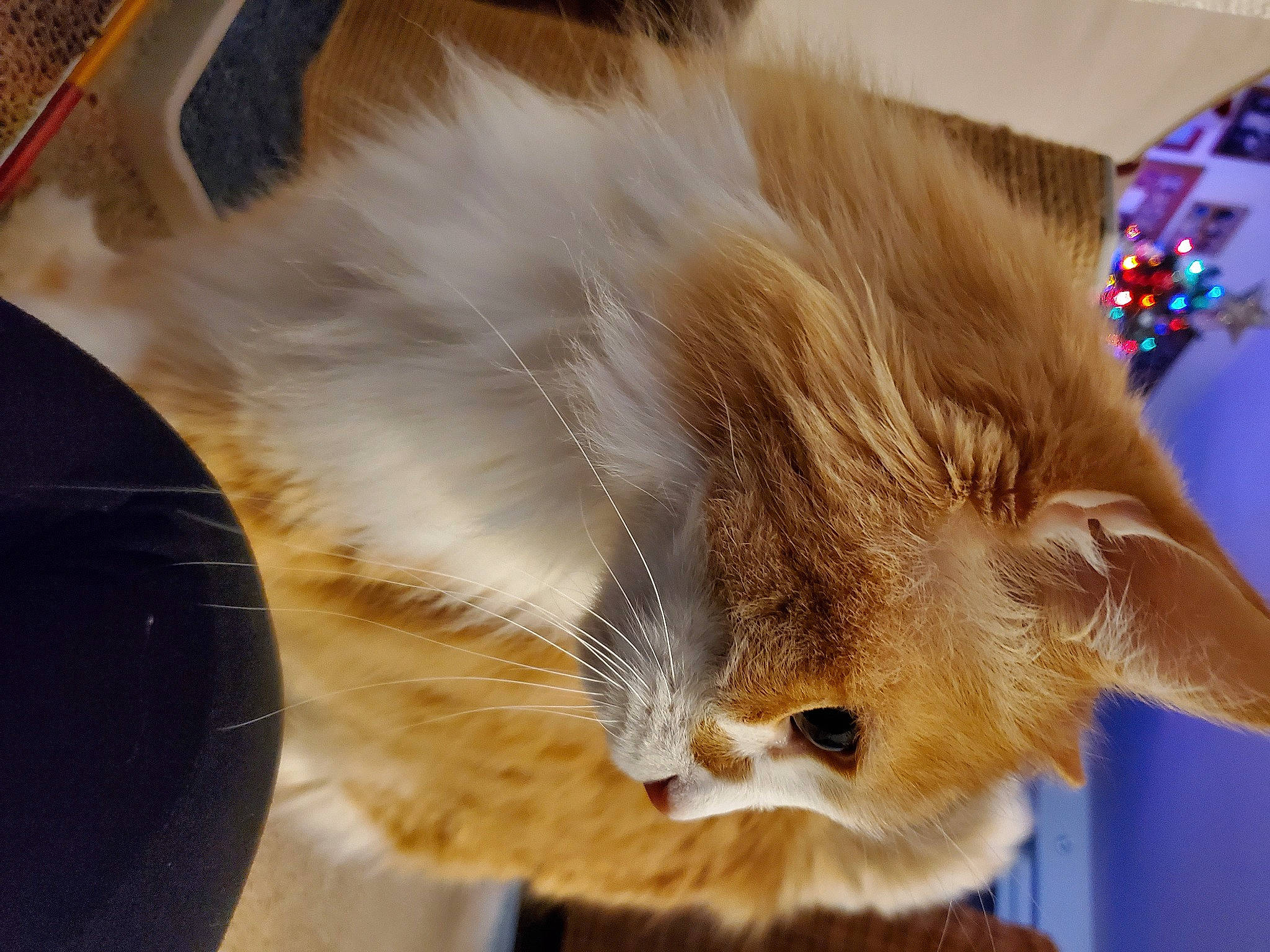 Hobbes joined the competition — help win amazing prizes! blond, carnivore, cat, curious, fawn, felidae, fur, iris, small_to_medium_sized_cats, snout, vertebrate, whiskers