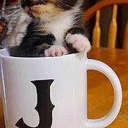 Nala joined the competition — help win amazing prizes! kitten, cat, mug, letter_j, wooden_table, paws, curious, fur, black_fur, orange_fur, white_fur, indoor, chair, cute, small, pet, animal, domestic, table, closeup